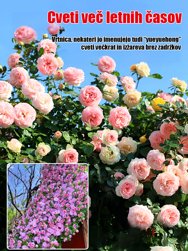 Plezajoča trta cvetlična semena vrtnic