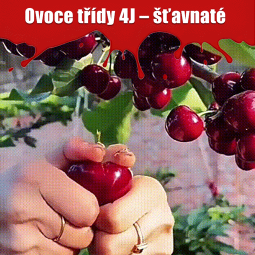 Dovezená semena chilské třešně