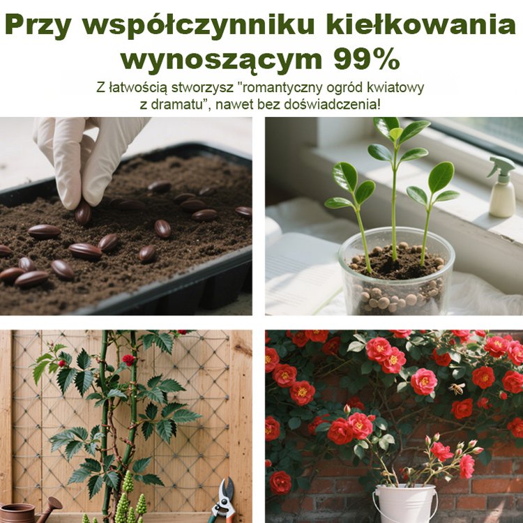 Rozkwit tysięcy kwiatów Nasiona czerwonego drewna wspinającego się po ścianach