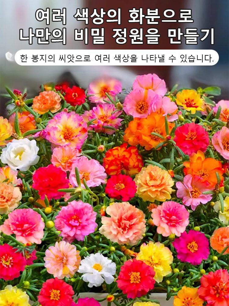 사계절 겹꽃잎 채송화 씨앗