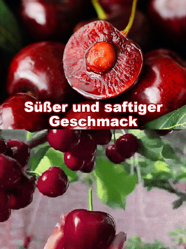 Seltene Kirschbaumsetzlinge, die im selben Jahr fruchtbar sind – Pflegeleicht und anfängerfreundlich
