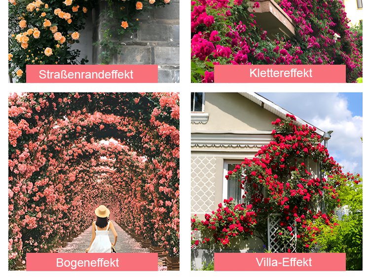 Blühende Kletterrosen an einer Hauswand