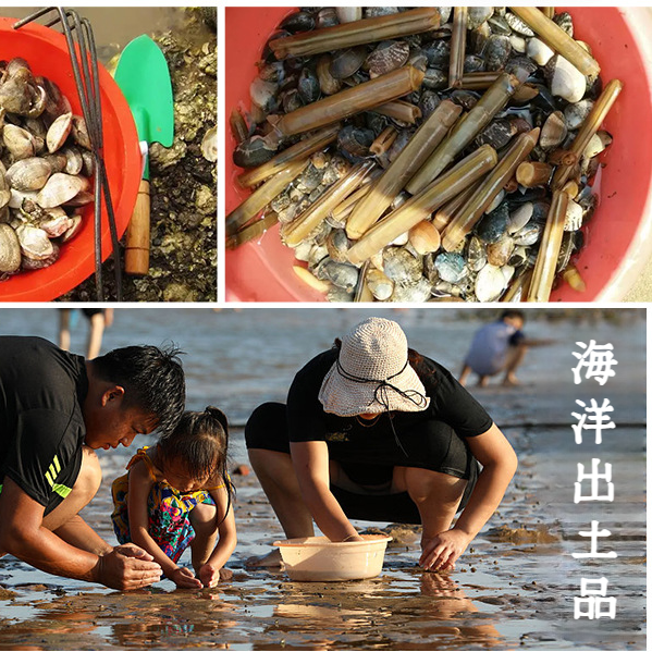 シーレーキ工具セット 長くなったビーチレーキ 貝殻とアサリのピックアップ用具 カニや牡蠣に最適