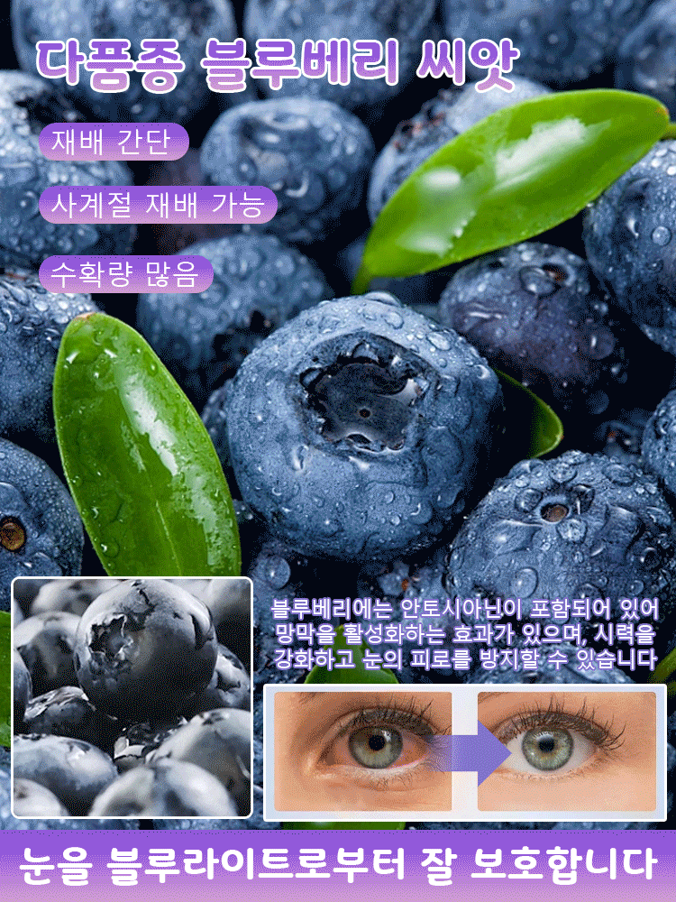 다품종 블루베리 씨앗