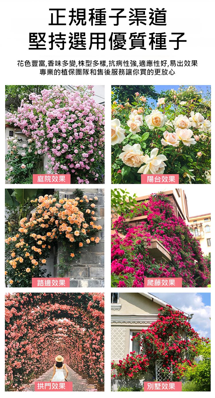 翻译件-JC-【全年开花】爬藤蔷薇花种子-1189715-系统_08.jpg