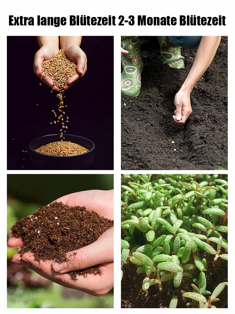 【Ganzjährig blühend】Kletterrosensamen