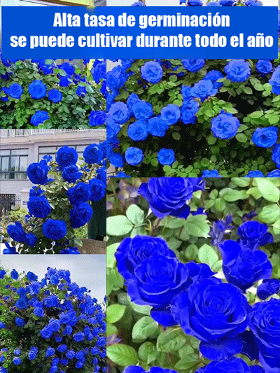 Semillas de rosa azul encantada