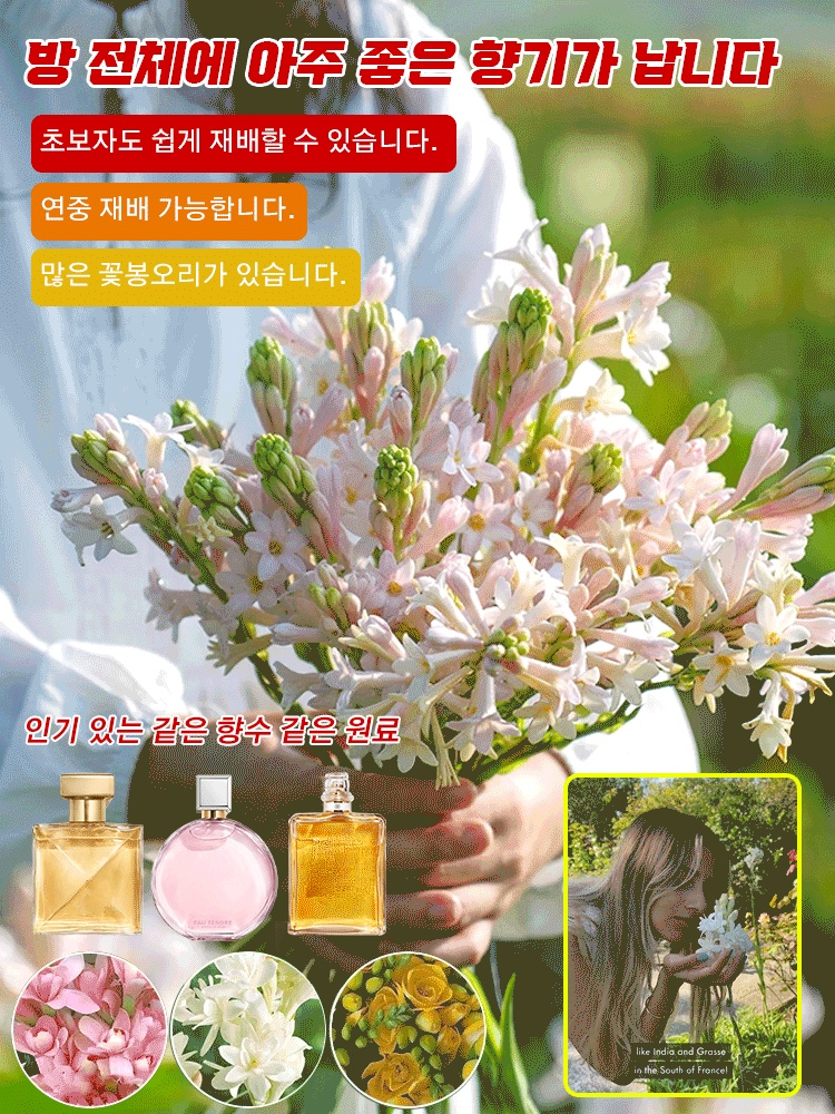 튜베로즈 구근✨고급 향수보다 더 향기로운