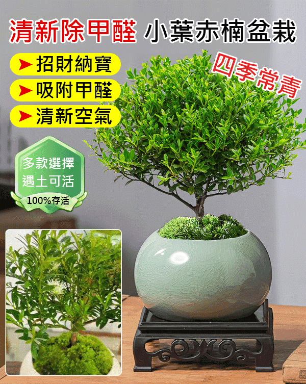 小葉赤楠植物盆栽