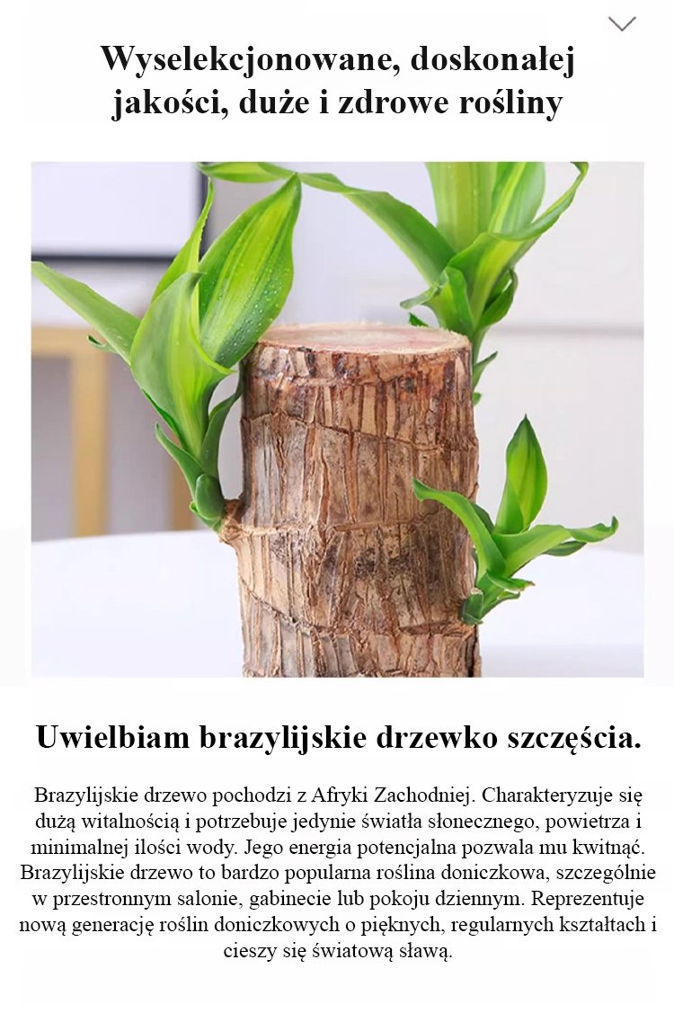 Nowoczesna roślina kwitnąca przez cały rok