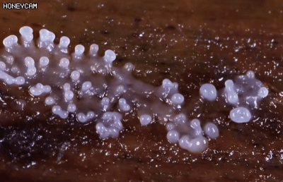 Honeycam 2025-08-01 14-43-16.gif