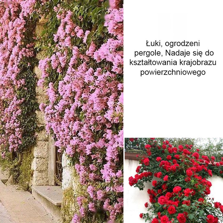 Rozkwit tysięcy kwiatów Nasiona czerwonego drewna wspinającego się po ścianach