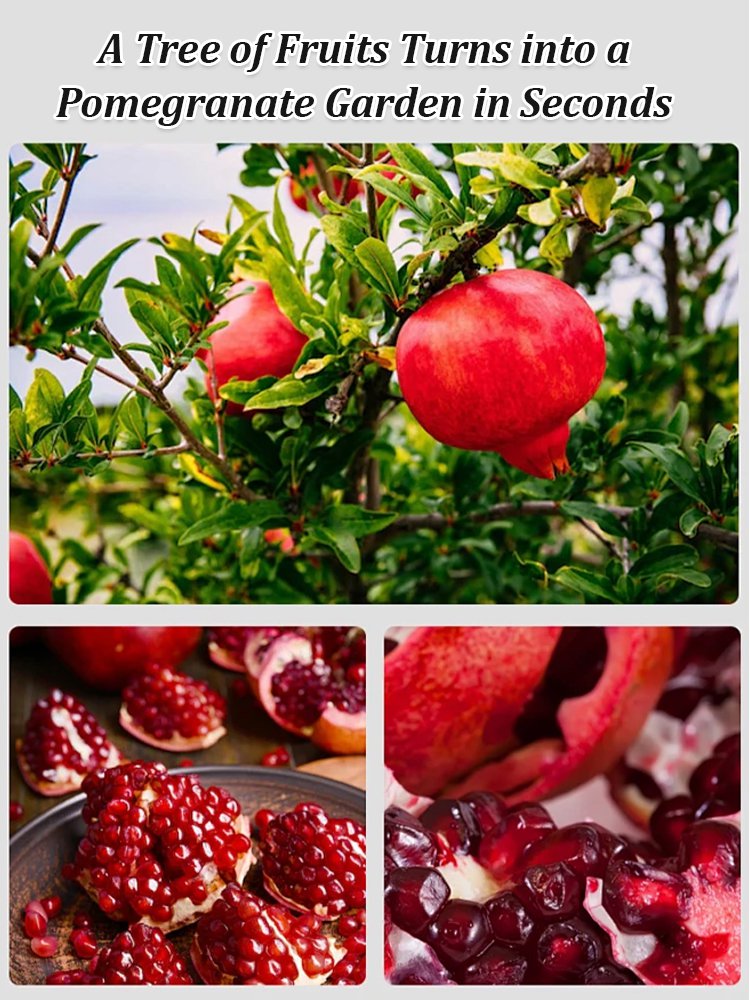 Tunisian soft-seed pomegranate seeds