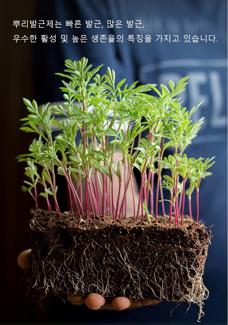 발근제와 건강하게 자란 식물 뿌리
