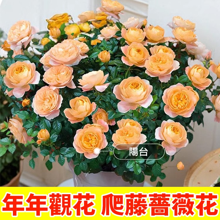 【全年開花】爬藤薔薇花種子