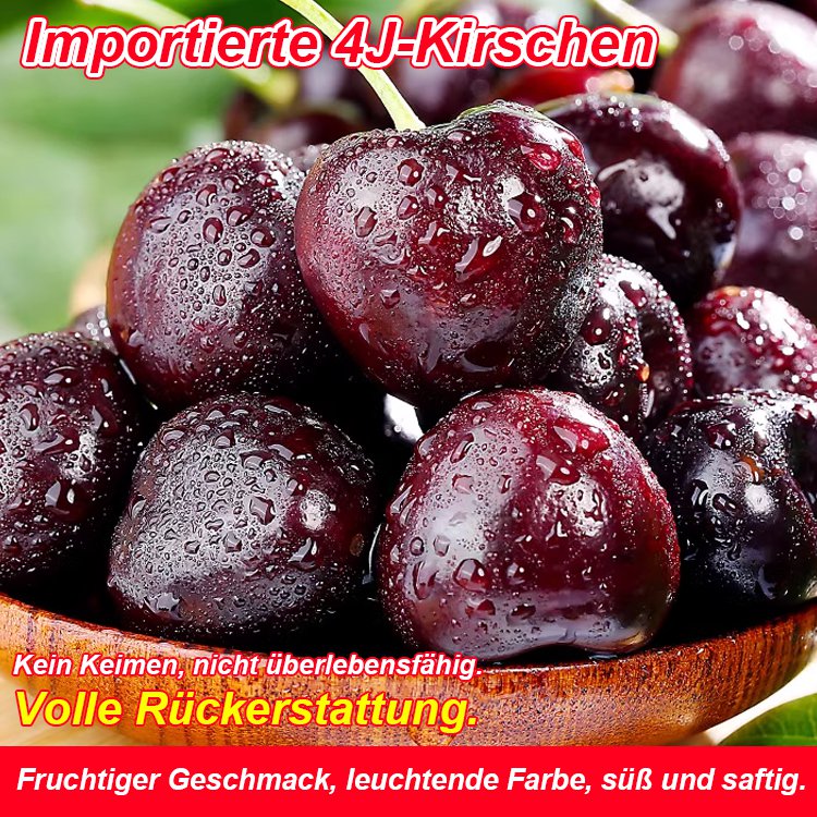 Importierte chilenische Chelsea-Samen