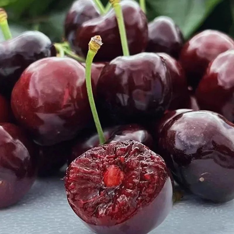 Dovezená semena chilské třešně