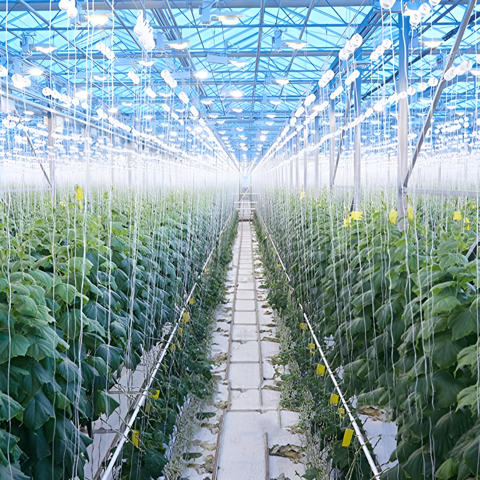 温室栽培用トマトローラーフック トマトチェリーアクセサリー 格子ワイヤートマトフック