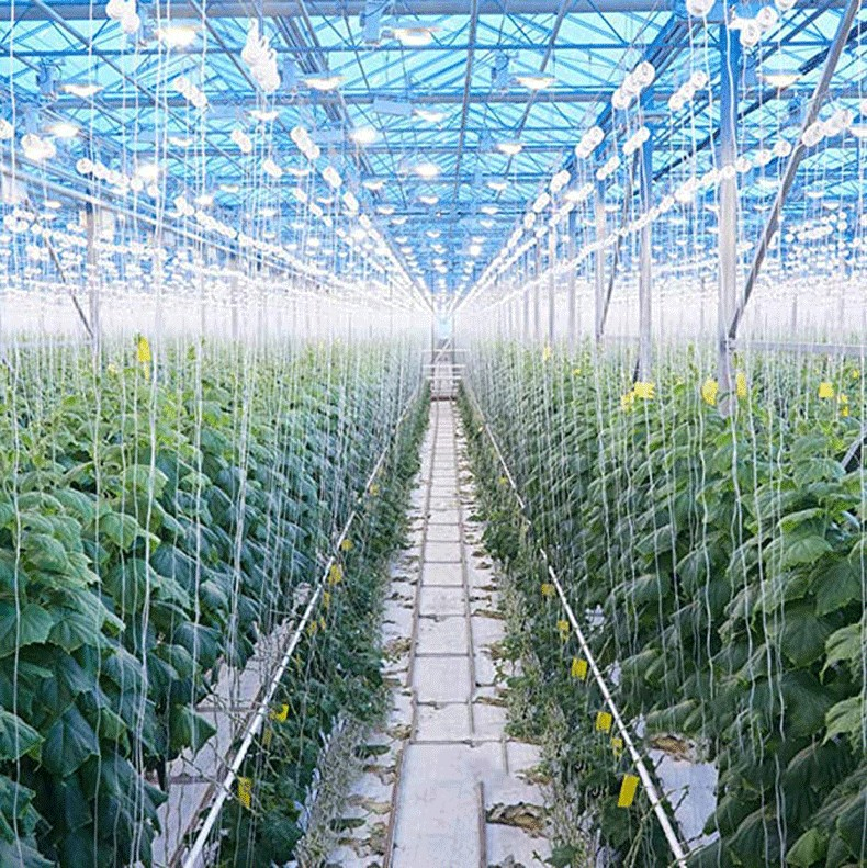 複数のトマトフックを並べた画像