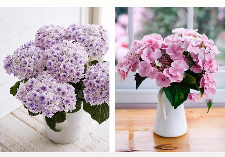 翻译件-JS-四季开花草莓绣球花种-1268048-系统_10.jpg