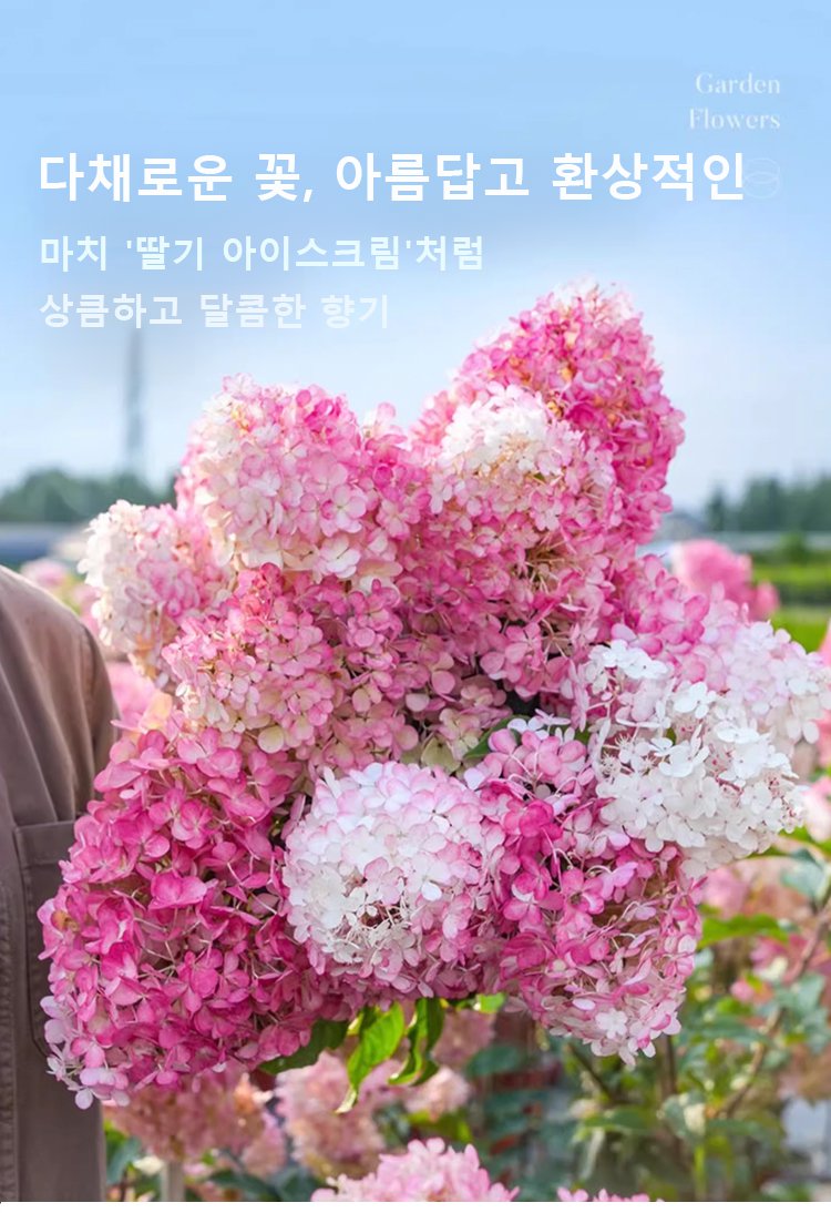 翻译件-JS-四季开花草莓绣球花种-1268048_03.jpg