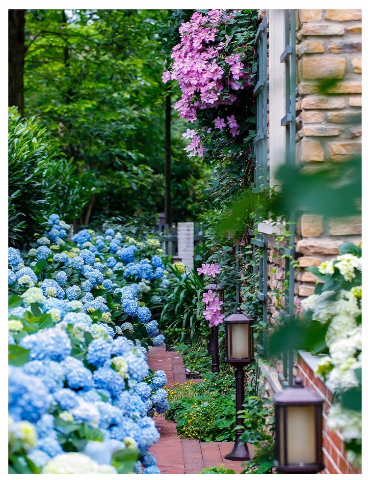 翻译件-JS-四季开花草莓绣球花种-1268048-系统_07.jpg