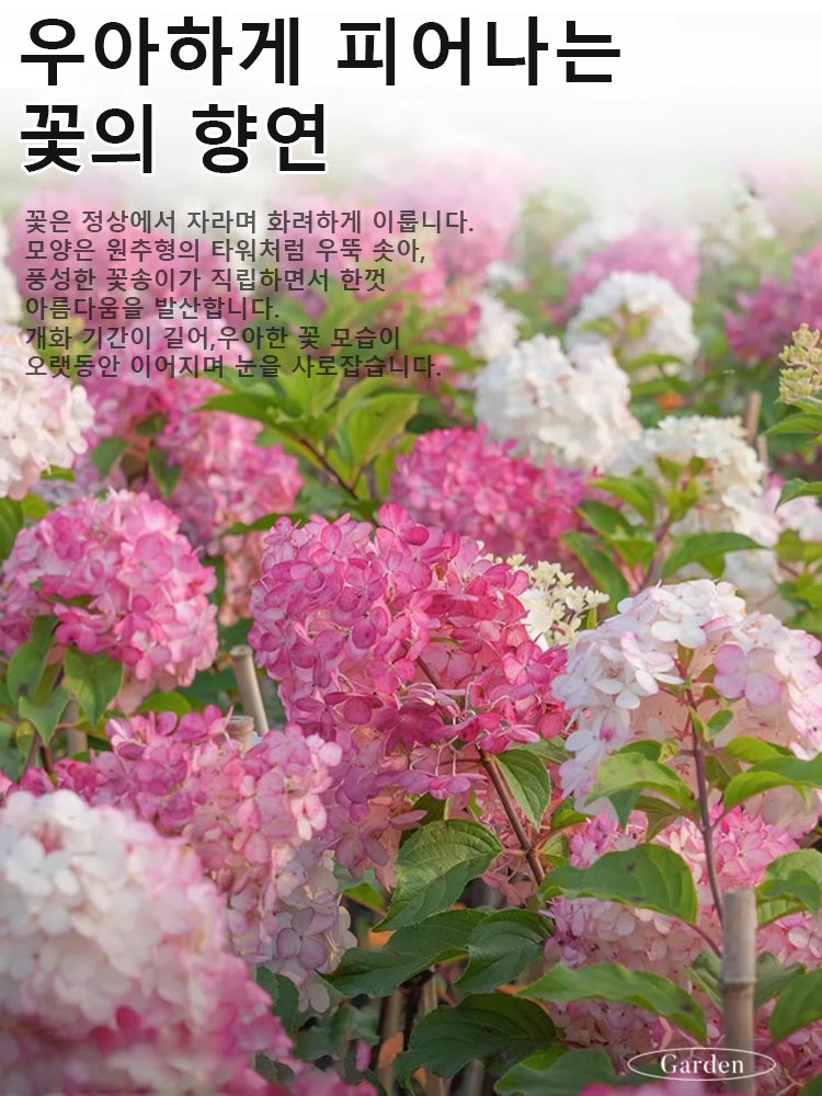 사계절 개화 딸기 수국 씨앗