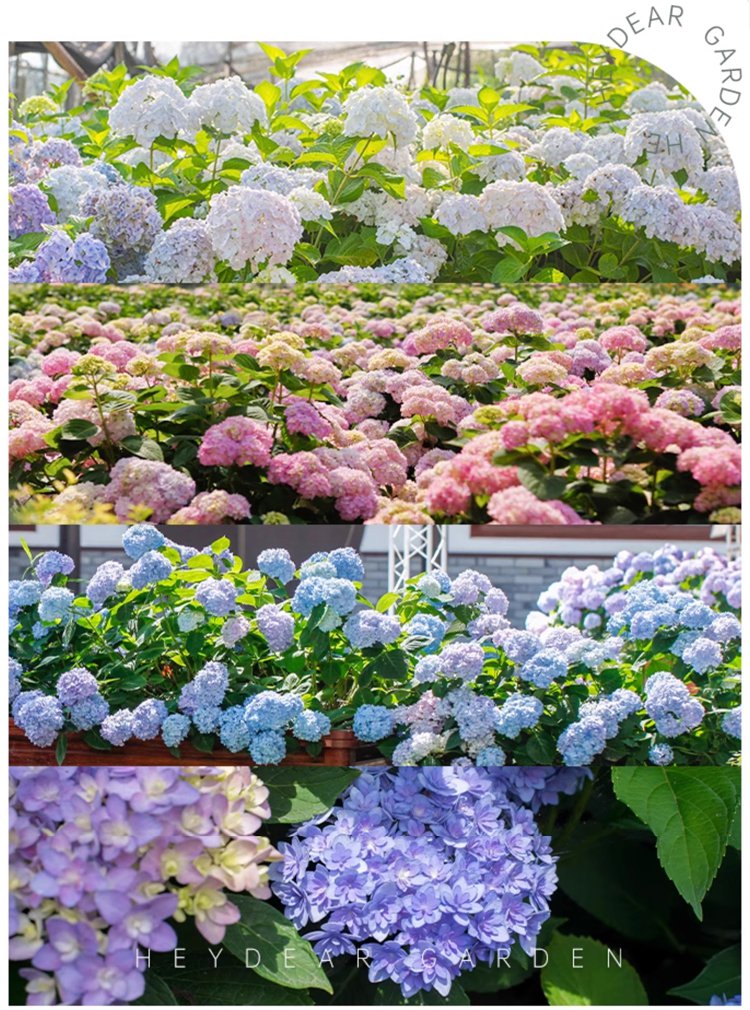 翻译件-JS-四季开花草莓绣球花种-1268048-系统_12.jpg