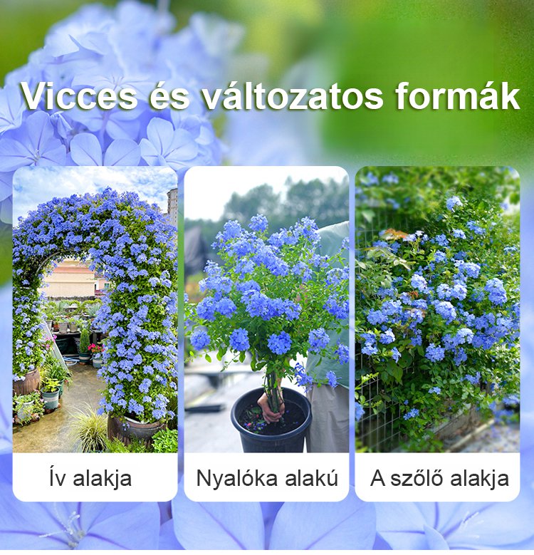 翻译件-JS-【飘香万里】四季开花蓝雪花爬藤种子-1266983-系统_09.jpg
