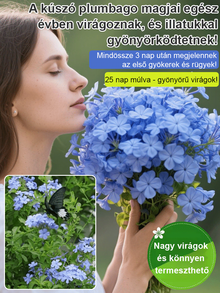 【Több ezer kilométeren át illatos】Kék hópehely magok