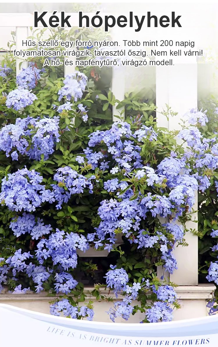 翻译件-JS-【飘香万里】四季开花蓝雪花爬藤种子-1266983-系统_04.jpg