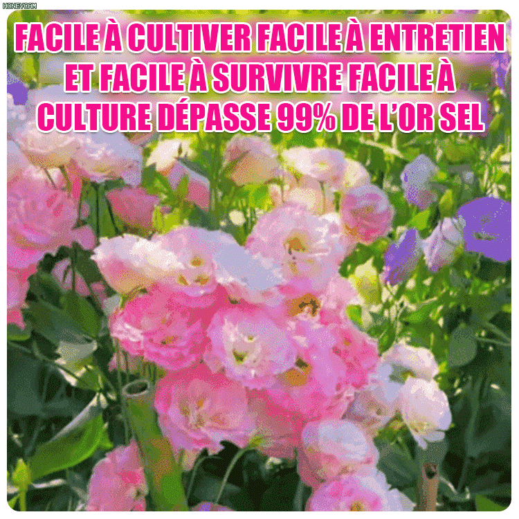 【Fleurs en hiver】Graines de lisianthus de qualité