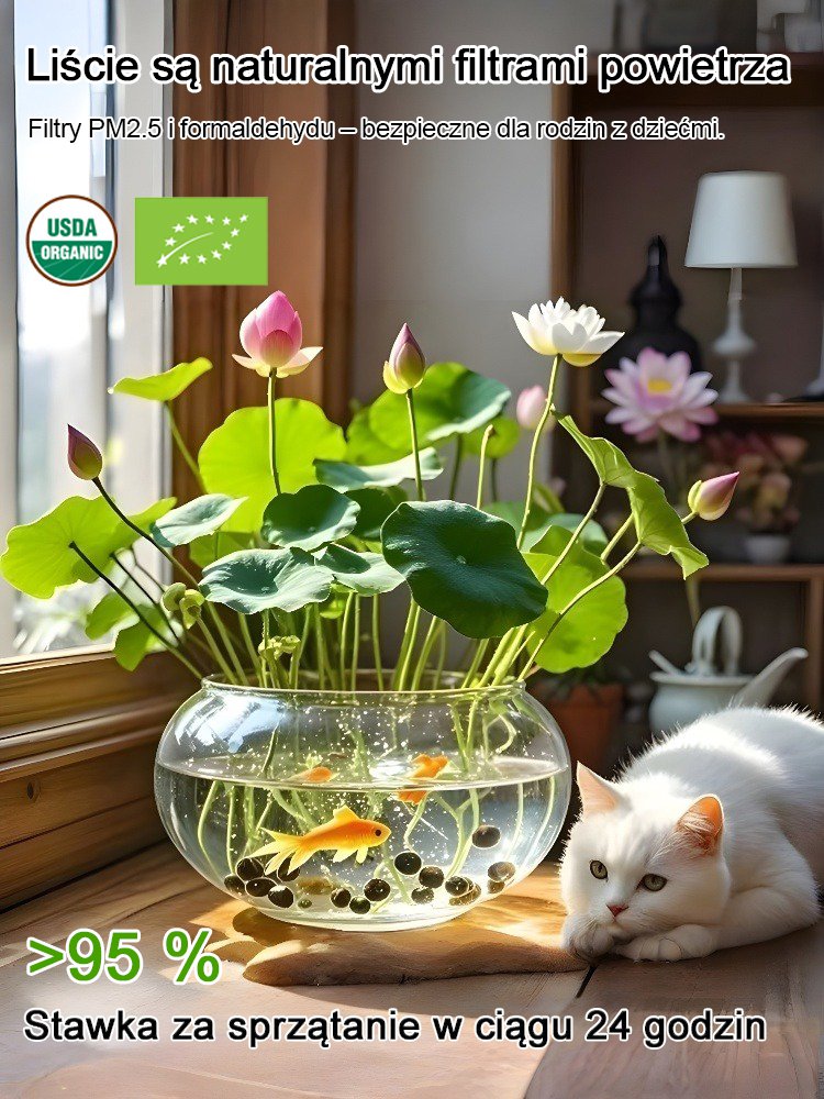 【Na pomyślność i bogactwo】Nasiona lotosu miskowego