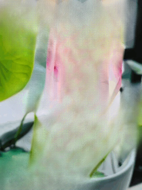 관상용 수경 재배 연꽃 씨앗