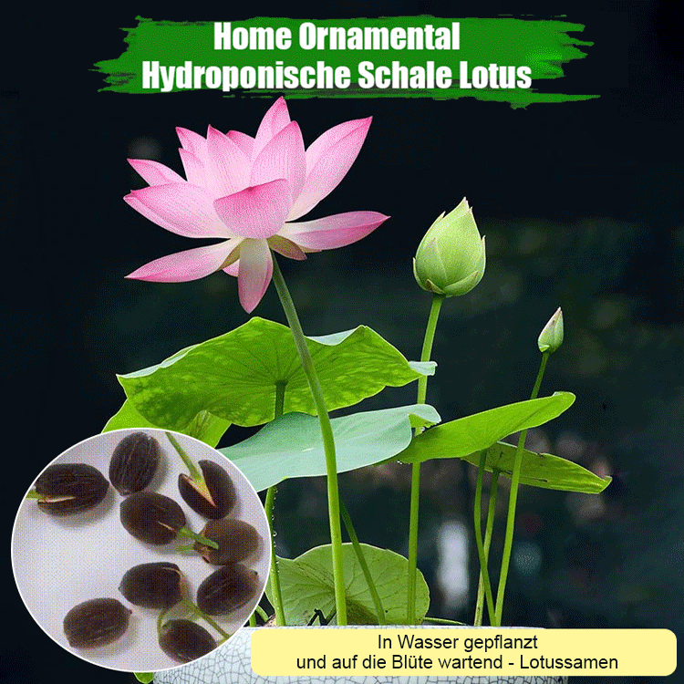 【Glücksbringer】Dekorative Wasserkulturlotus.