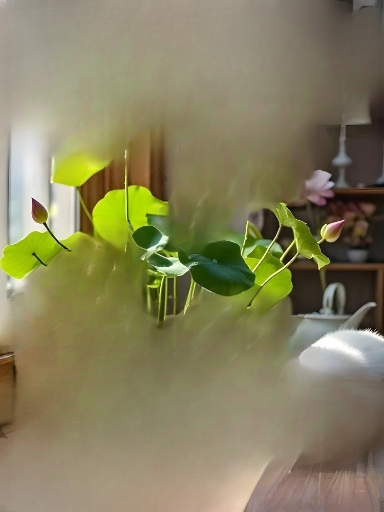 관상용 수경 재배 연꽃 씨앗