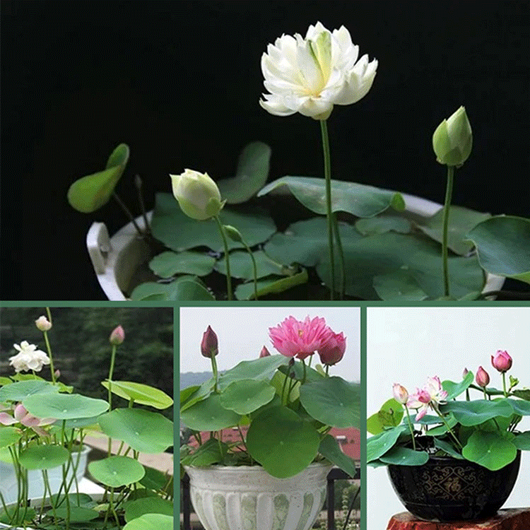 【Glücksbringer】Dekorative Wasserkulturlotus.