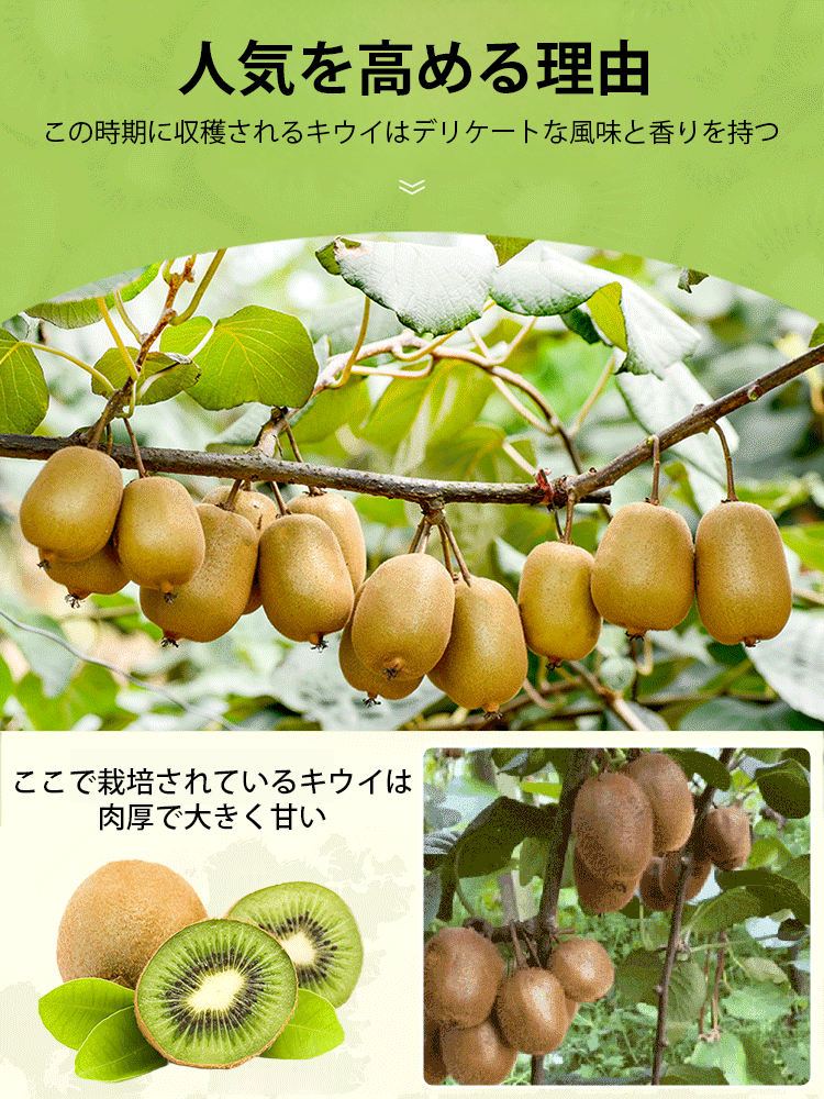 ヘルシーなドライキウイ