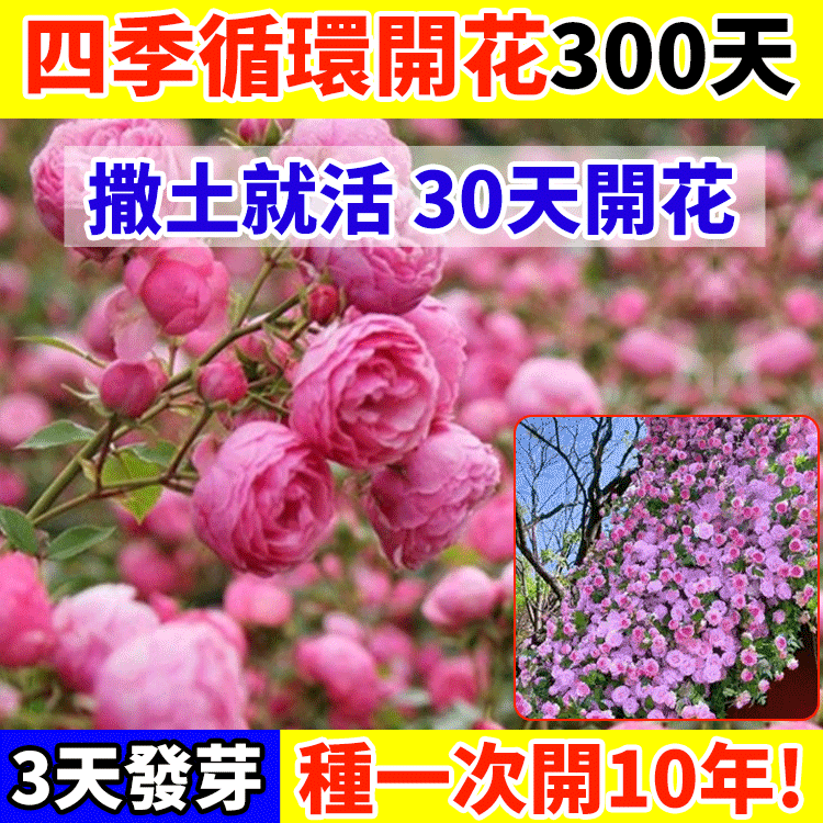 【全年開花】爬藤薔薇花種子