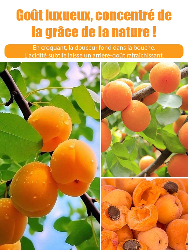 【Abricotier Impérial Géant】Plant de semis d'abricotier à haut rendement et facile à cultiver