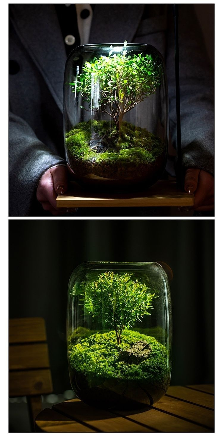 Hotová bonsaj s mechem v minimalistickém designu