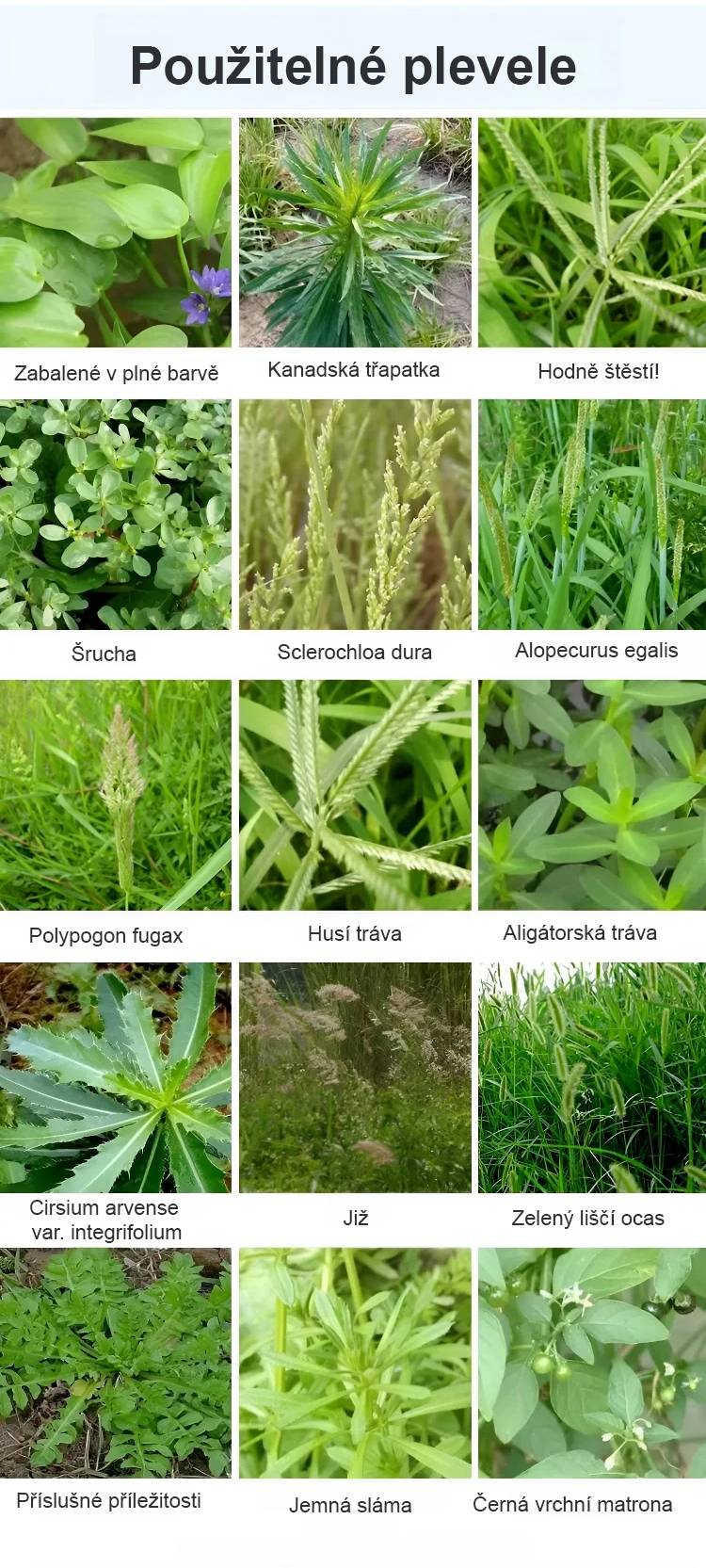 Aplikace SL-Živného roztoku na květiny