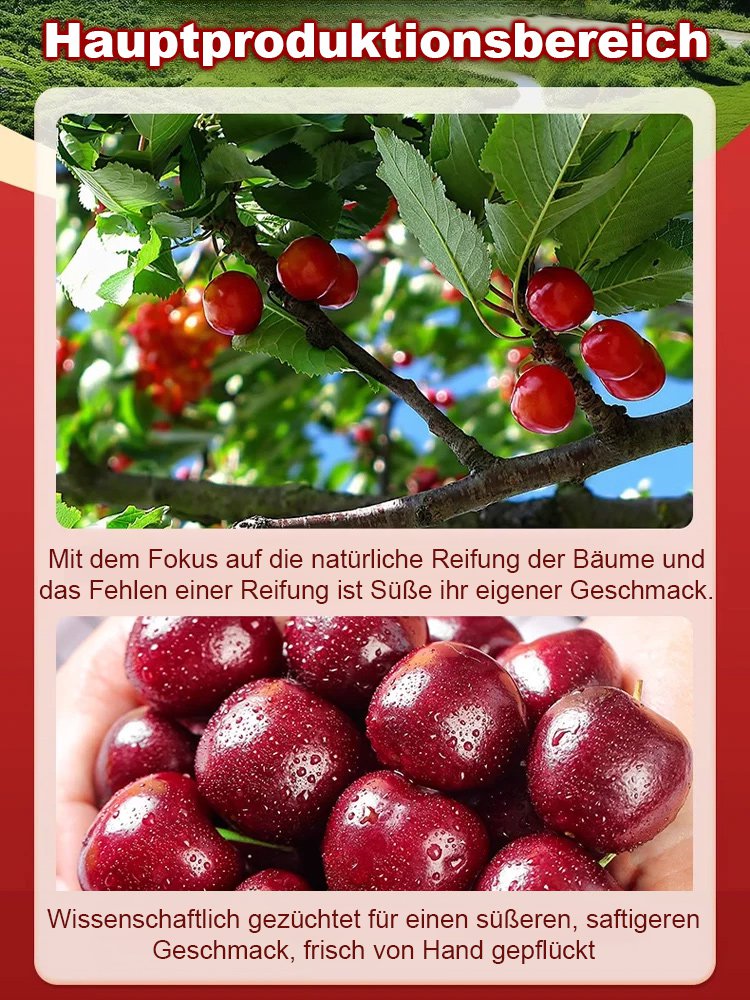 Seltene Kirschbaumsetzlinge, die im selben Jahr fruchtbar sind – Pflegeleicht und anfängerfreundlich