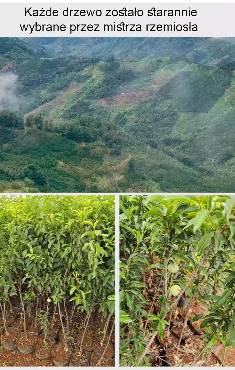 Zdrowe sadzonki śliwy z tamtego roku