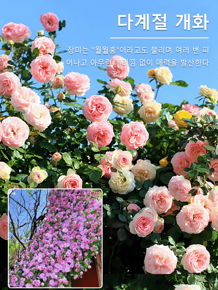 【연중 개화】덩굴 장미 씨앗