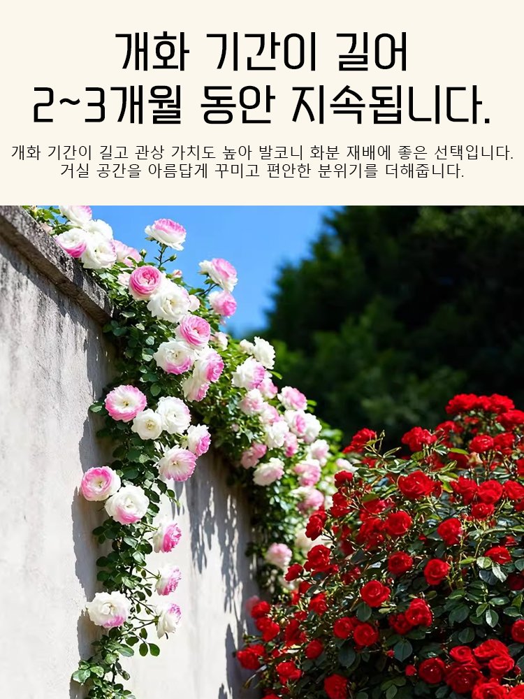 【비료 증정】다채로운 향기 가득 장미 꽃바다 씨앗