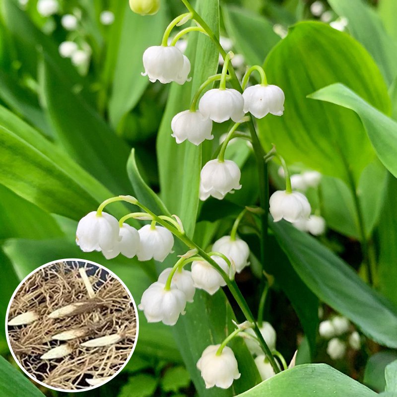 향기로운 은방울꽃 화분