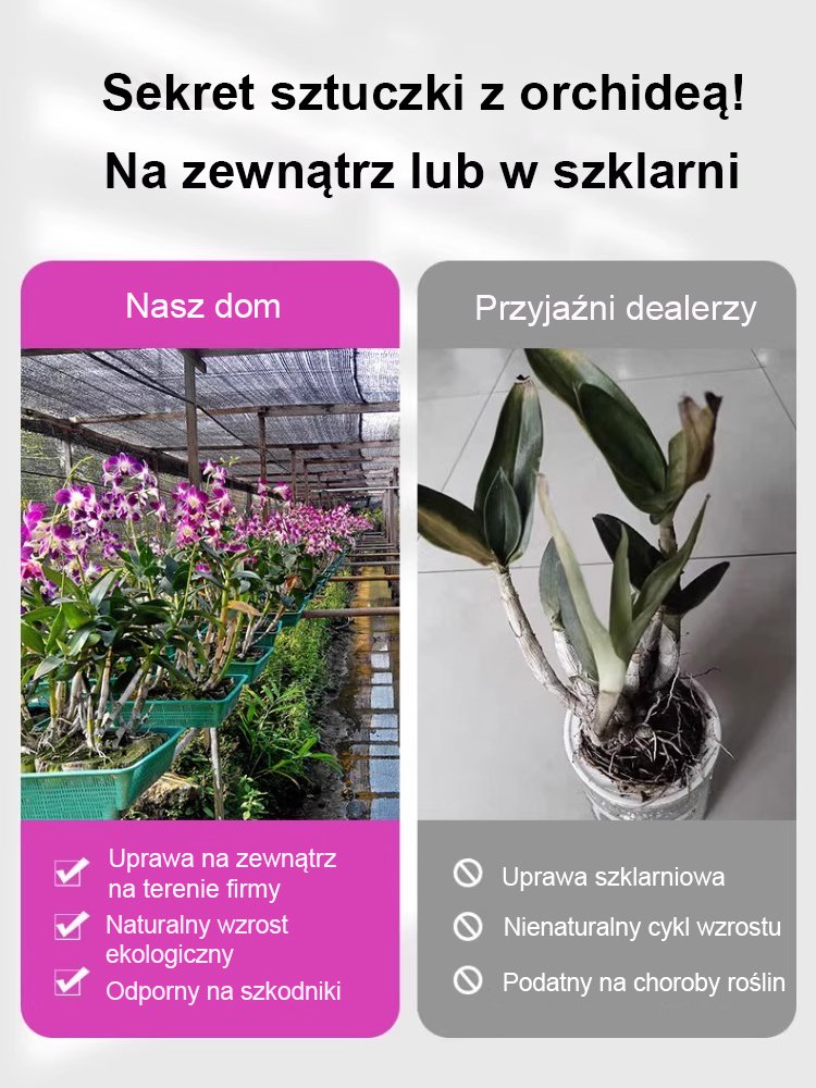 Roślina doniczkowa z orchideą kamienną do poprawy snu i oczyszczania powietrza