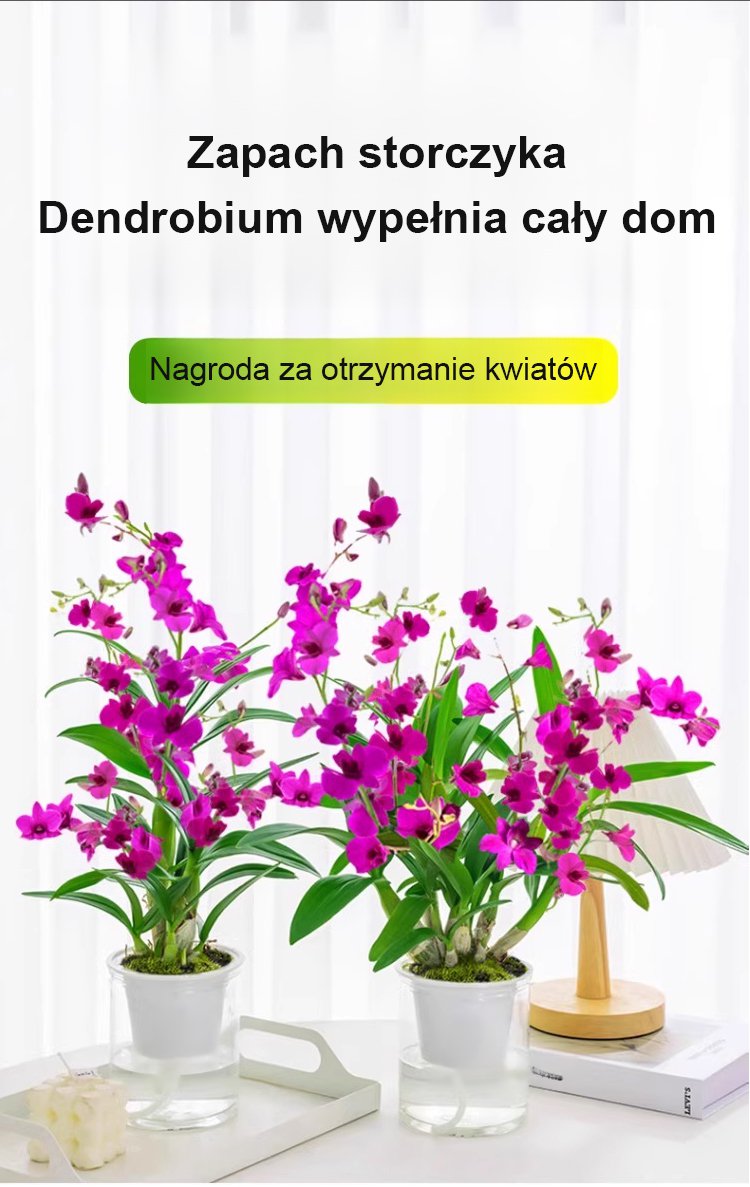 Roślina doniczkowa poprawiająca jakość snu