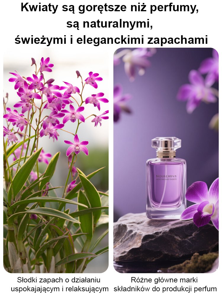 Roślina doniczkowa z orchideą kamienną do poprawy snu i oczyszczania powietrza